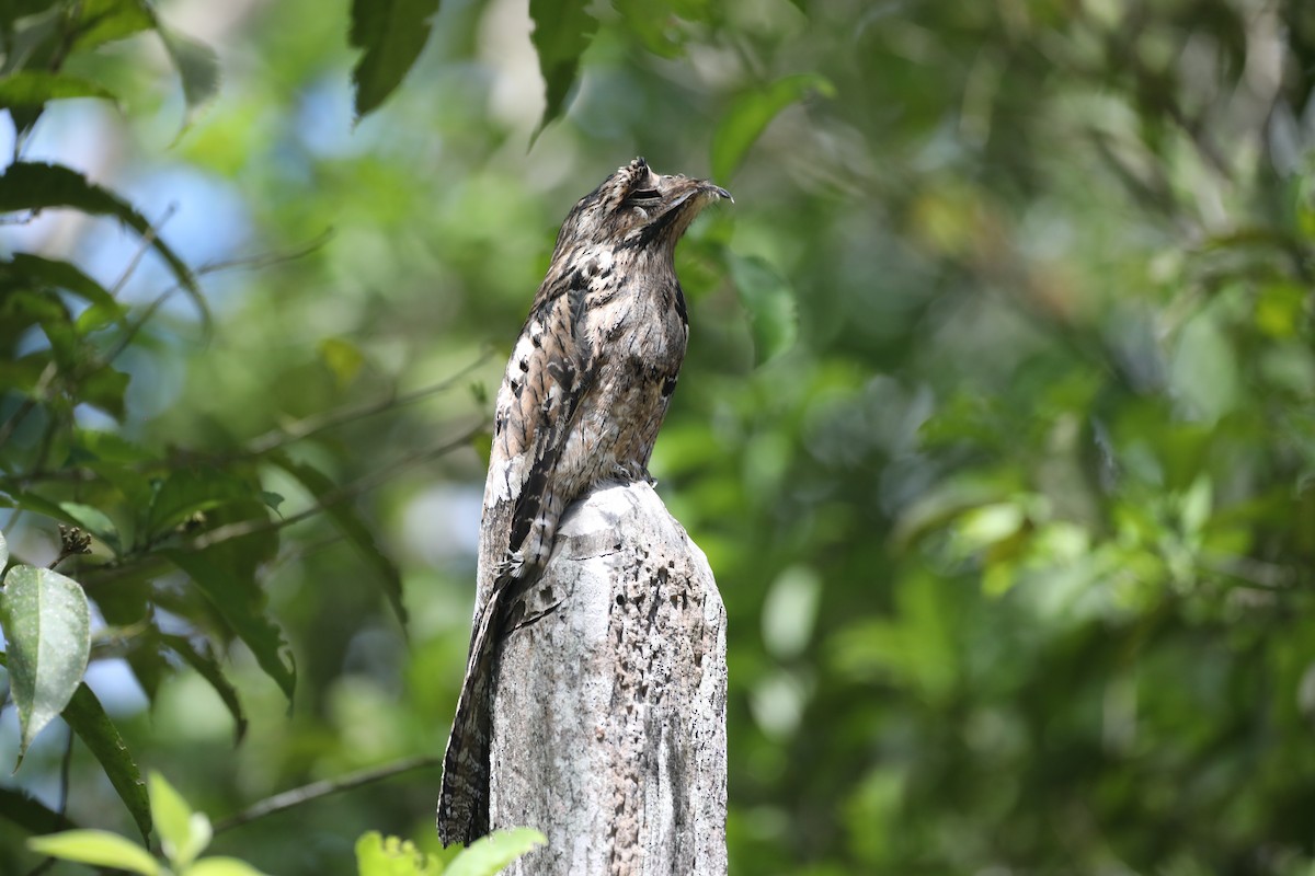 Common Potoo - George Brode