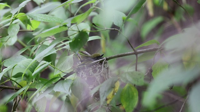 Slaty Vireo - ML466167081