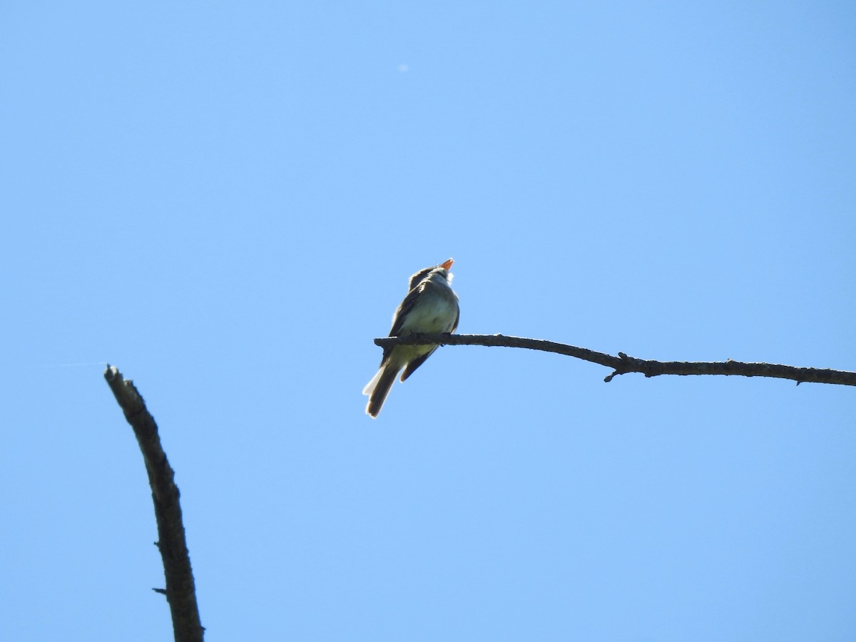 Willow Flycatcher - ML466167241