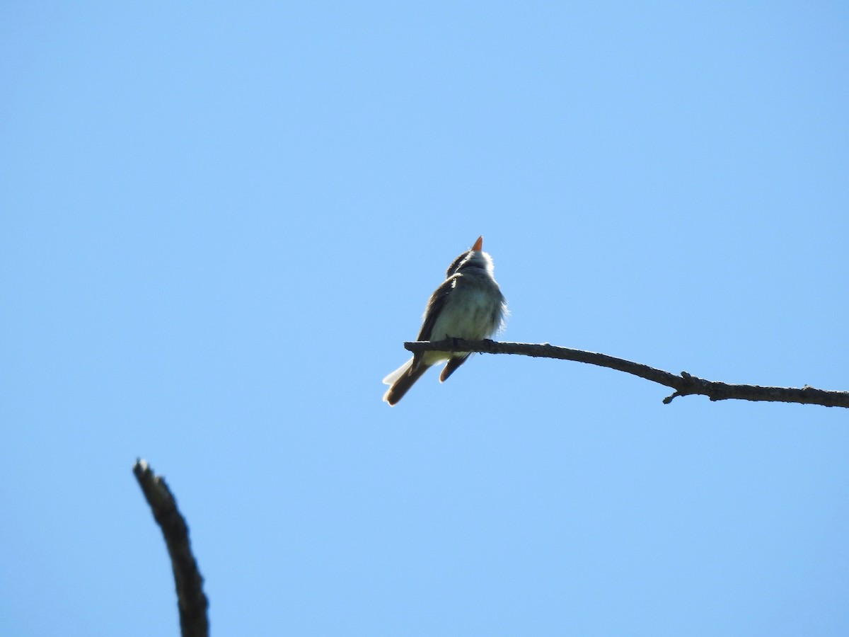 Willow Flycatcher - ML466167251