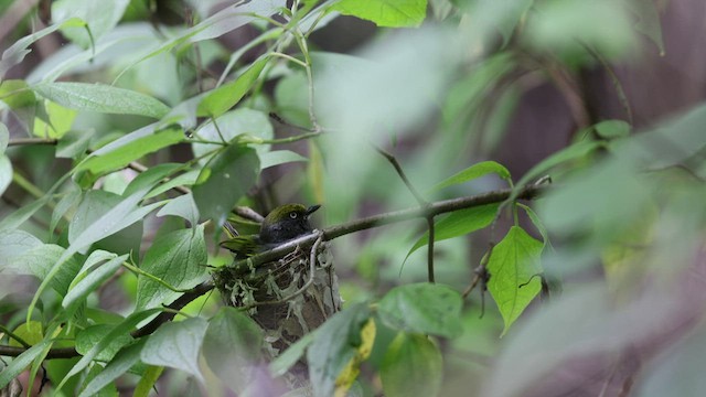 Slaty Vireo - ML466167721