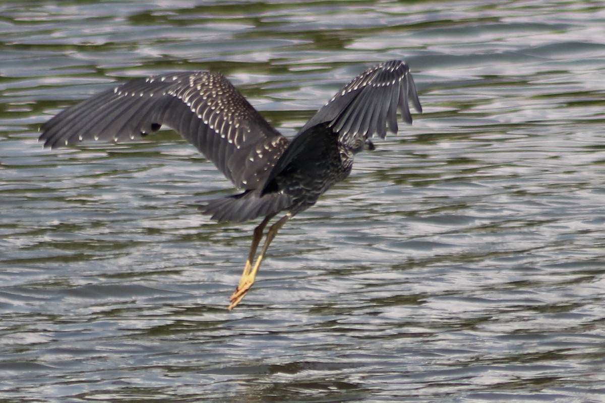 Yellow-crowned Night Heron - ML466169211