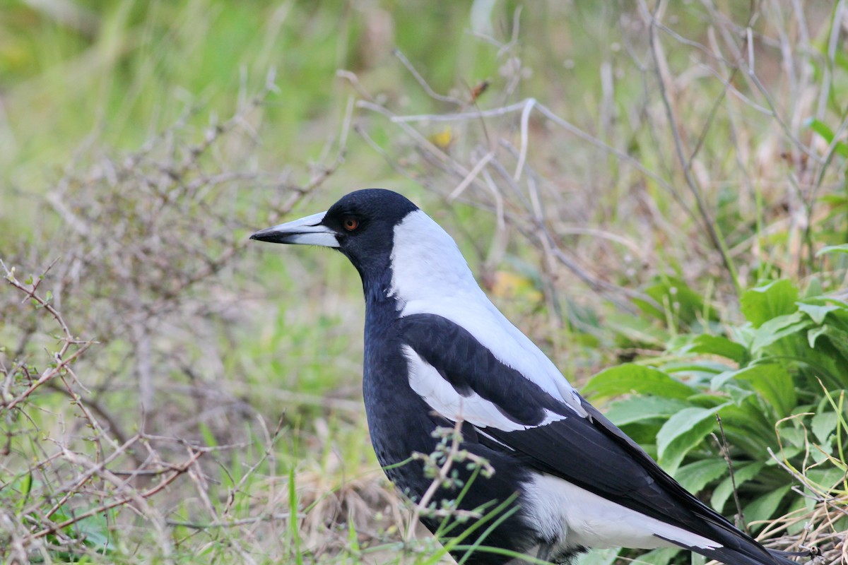 Australian Magpie - Hendrik Swanepoel