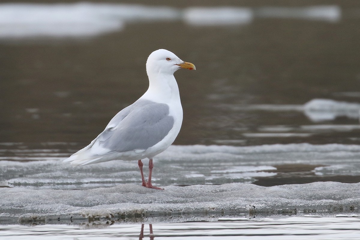 Glaucous Gull - Cameron Eckert