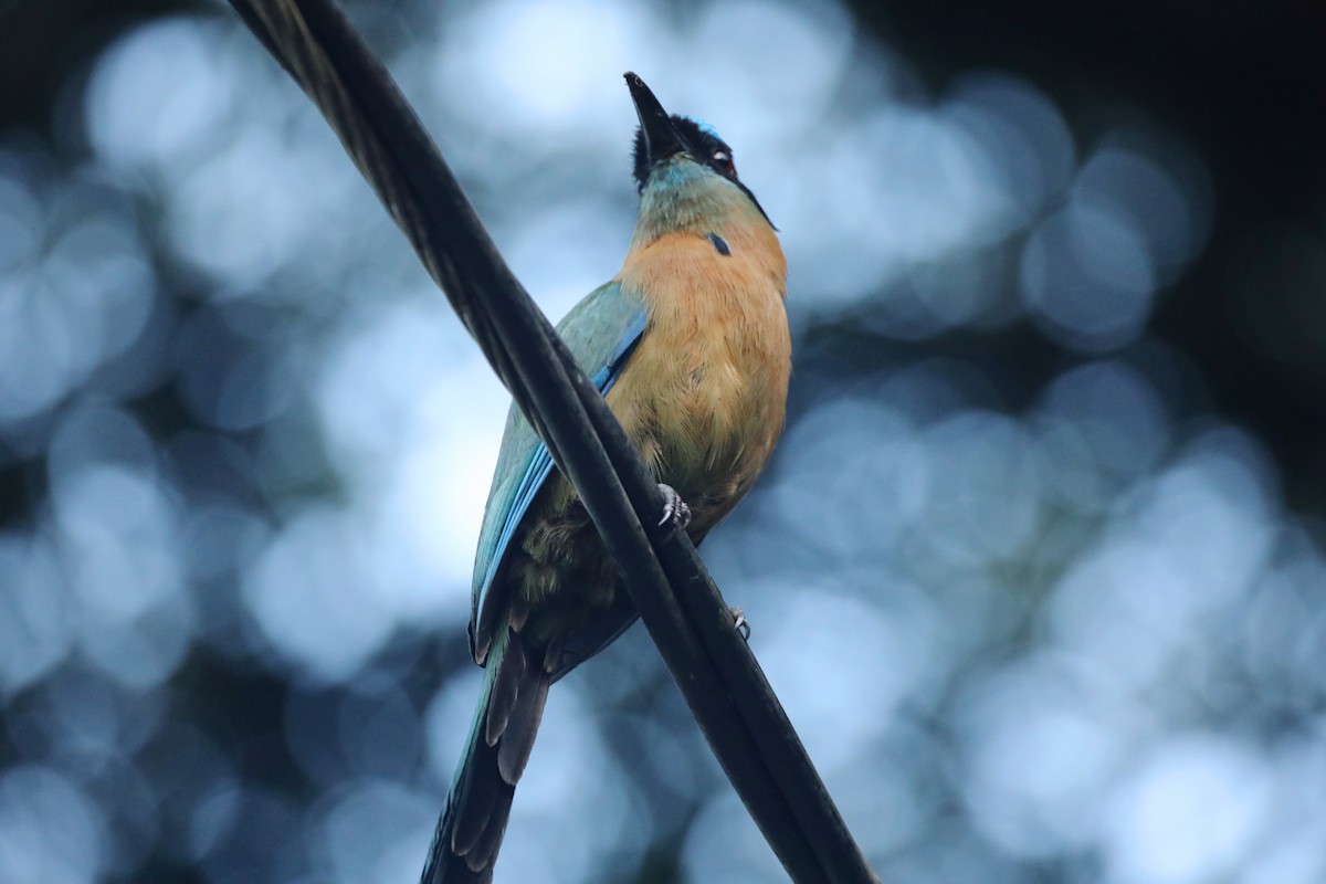 Lesson's Motmot - ML466170761