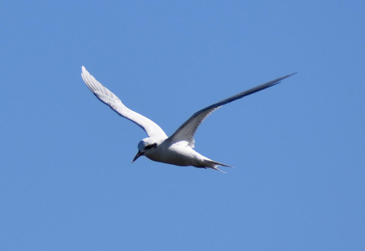 Snowy-crowned Tern - ML466171231