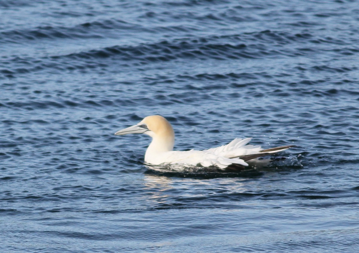 Australasian Gannet - ML46617171