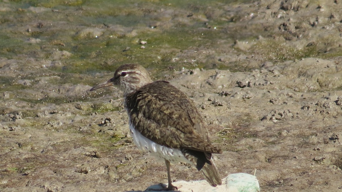 Spotted Sandpiper - ML466172601