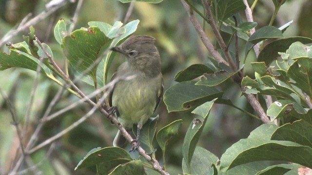 Plain-crested Elaenia - ML466173