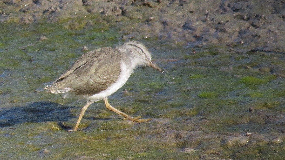 Spotted Sandpiper - ML466173471