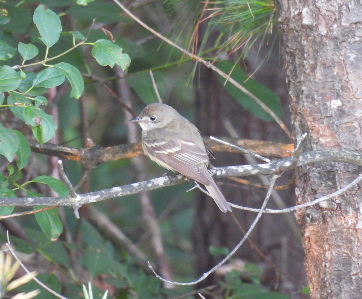 Least Flycatcher - ML466173741