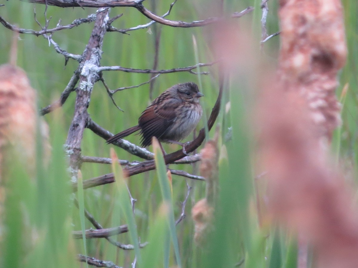 Swamp Sparrow - ML466174191