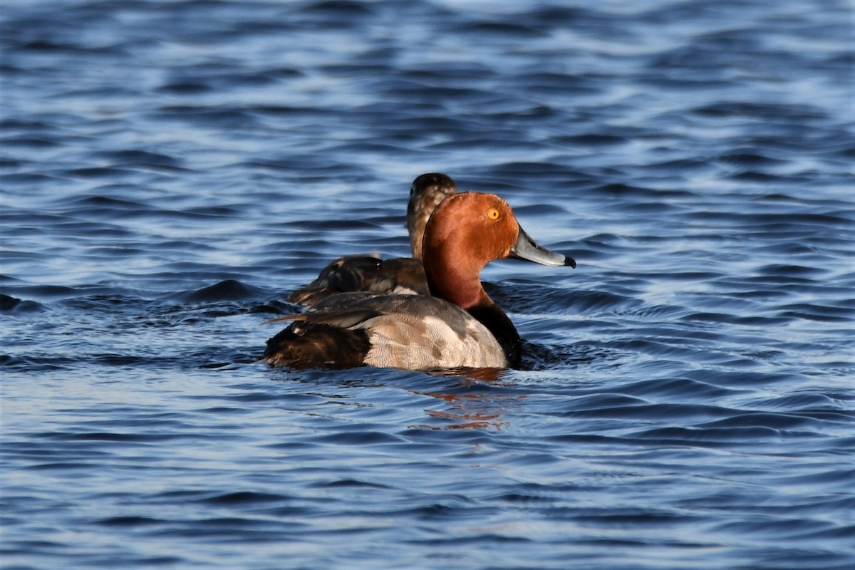 Redhead - Dan Bormann