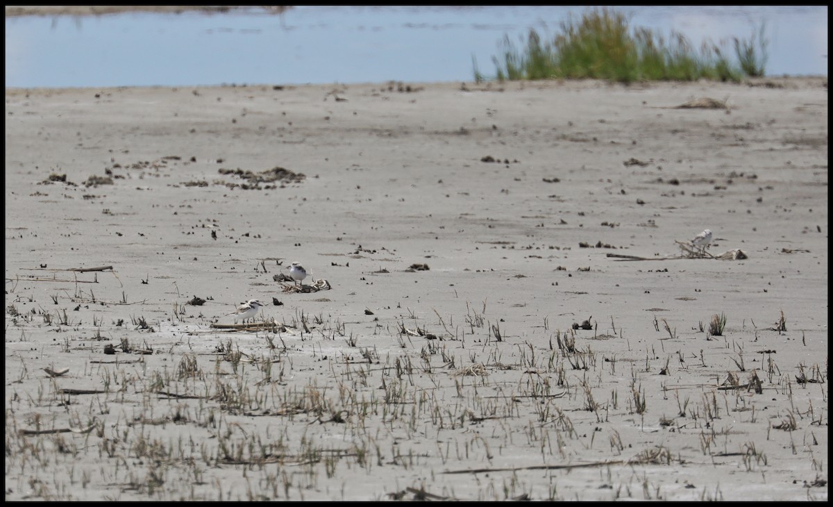 Snowy Plover - Tom Lawler