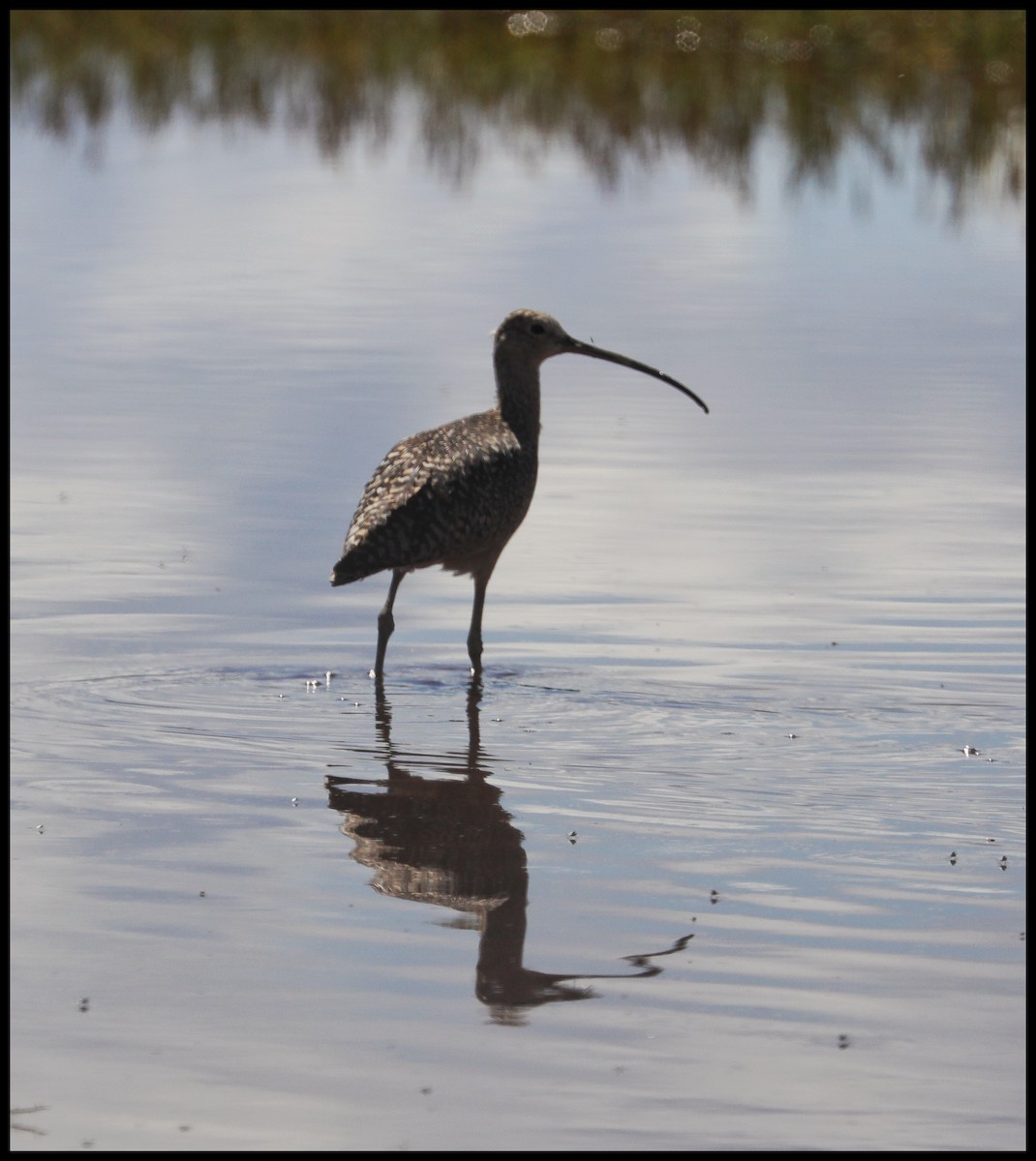 Long-billed Curlew - ML466175121