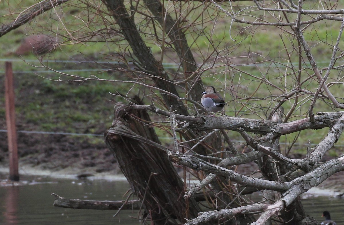 Ringed Teal - ML466175301