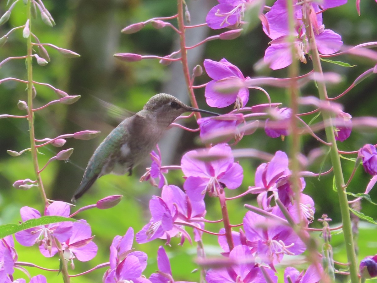 Anna's Hummingbird - Horst Onken