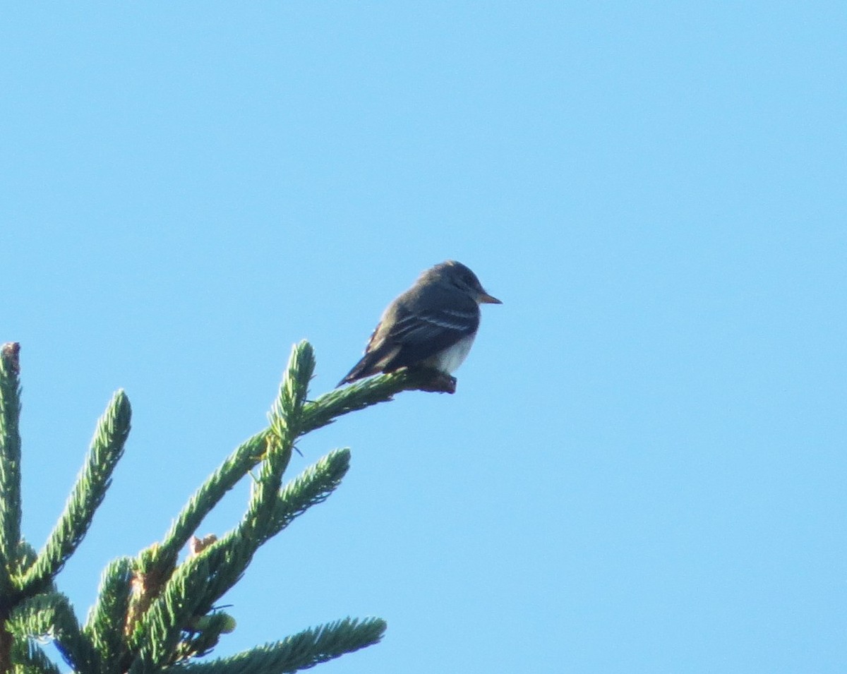 Eastern Wood-Pewee - ML466175661