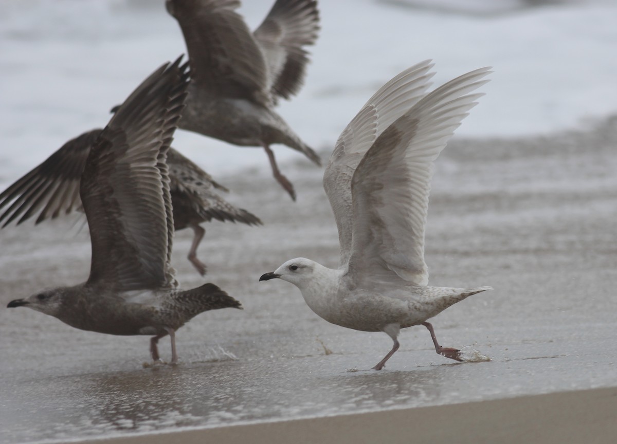 Iceland Gull (kumlieni/glaucoides) - ML46617701