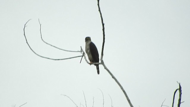 Gray-bellied Hawk - ML466177271