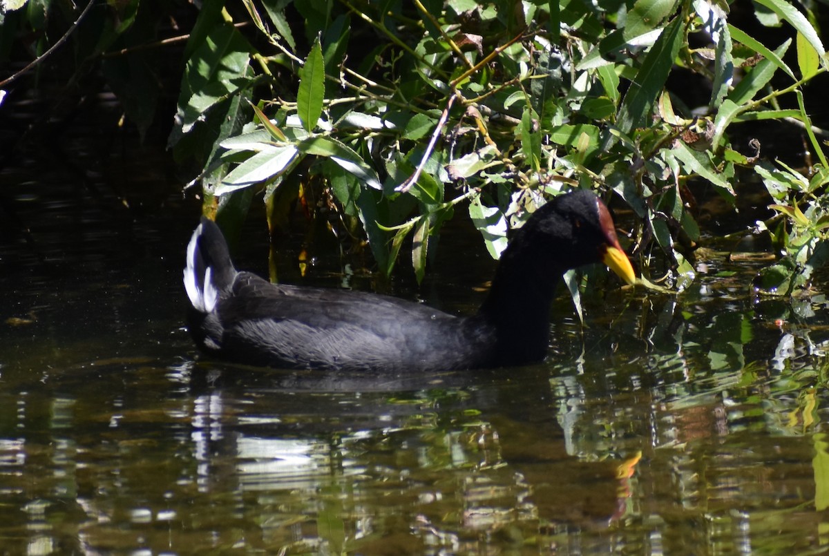 Red-fronted Coot - ML466177301