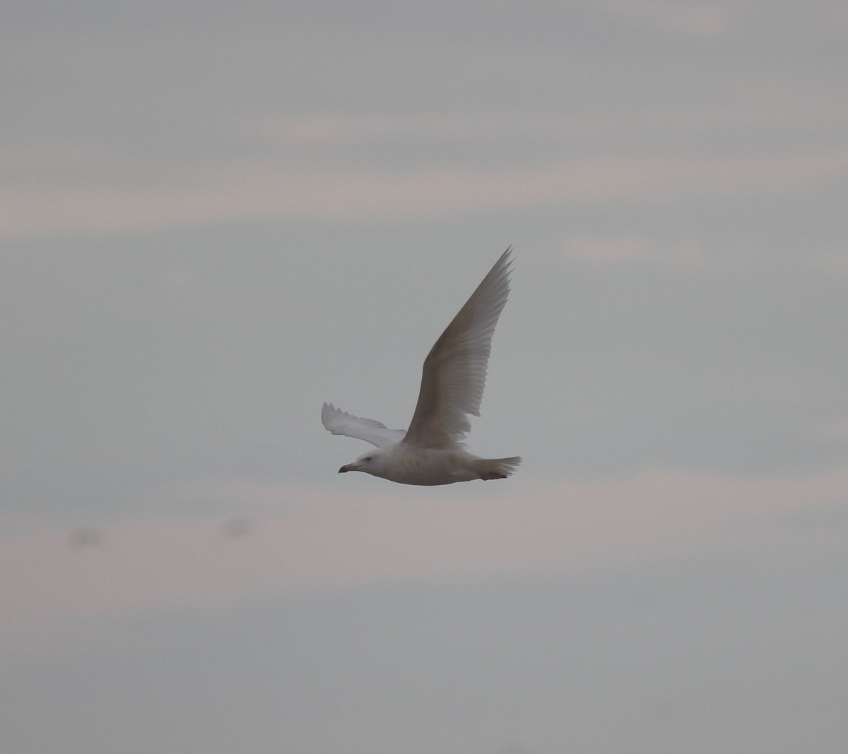 Glaucous Gull - ML46617761