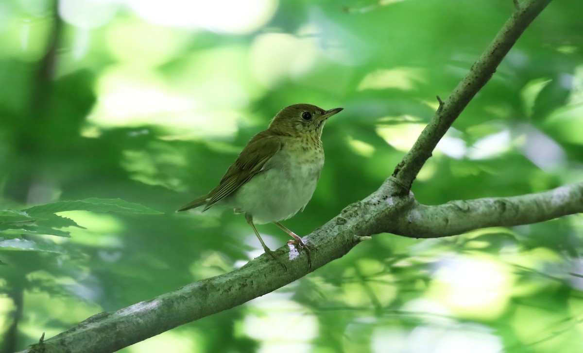 Veery - ML466177961