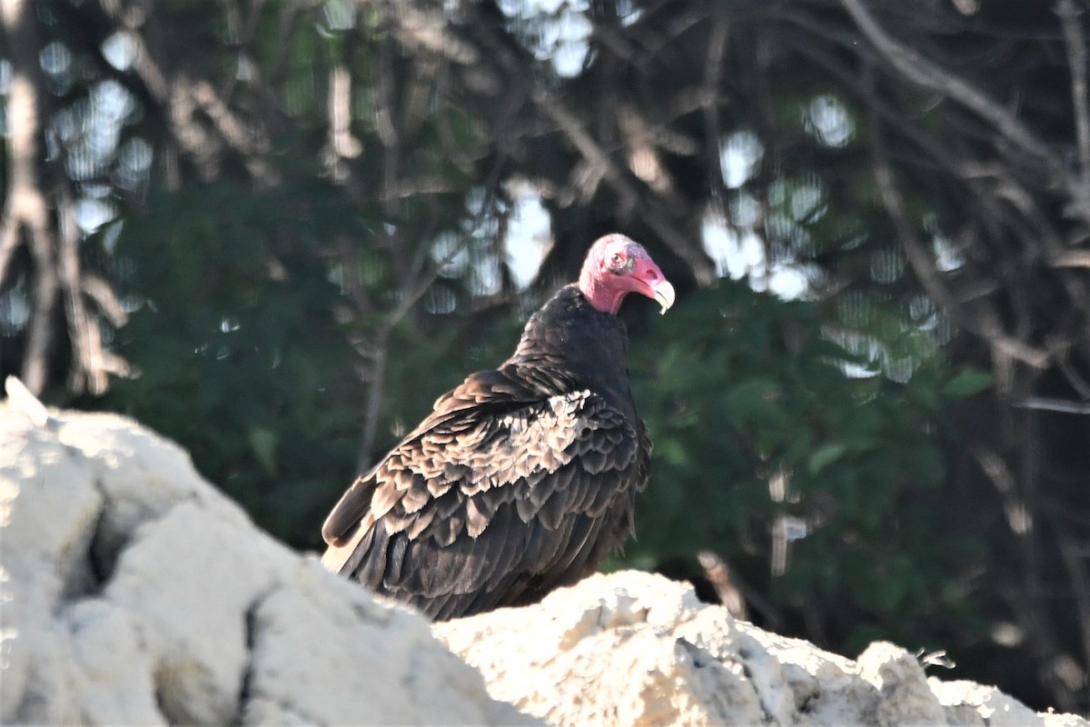Turkey Vulture - ML466178081