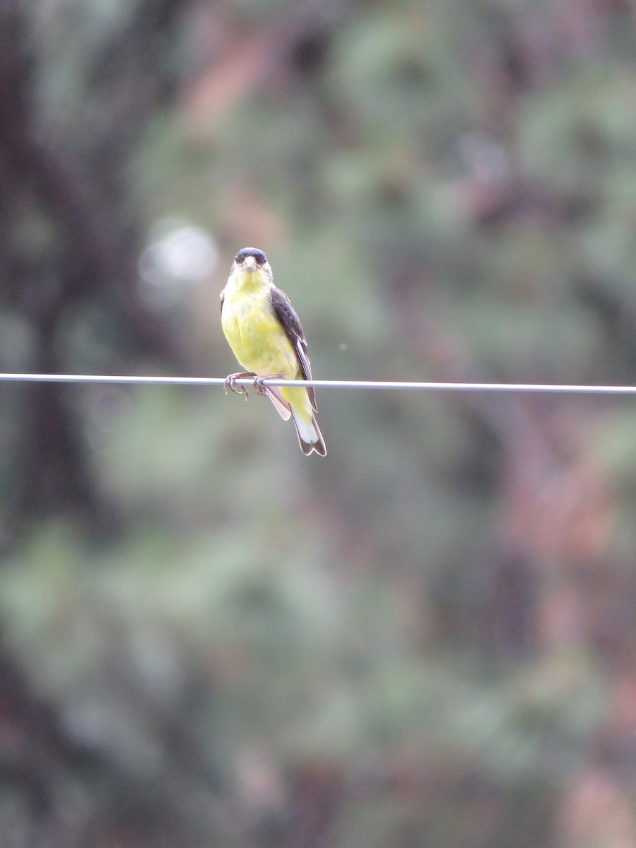 Lesser Goldfinch - ML466178161