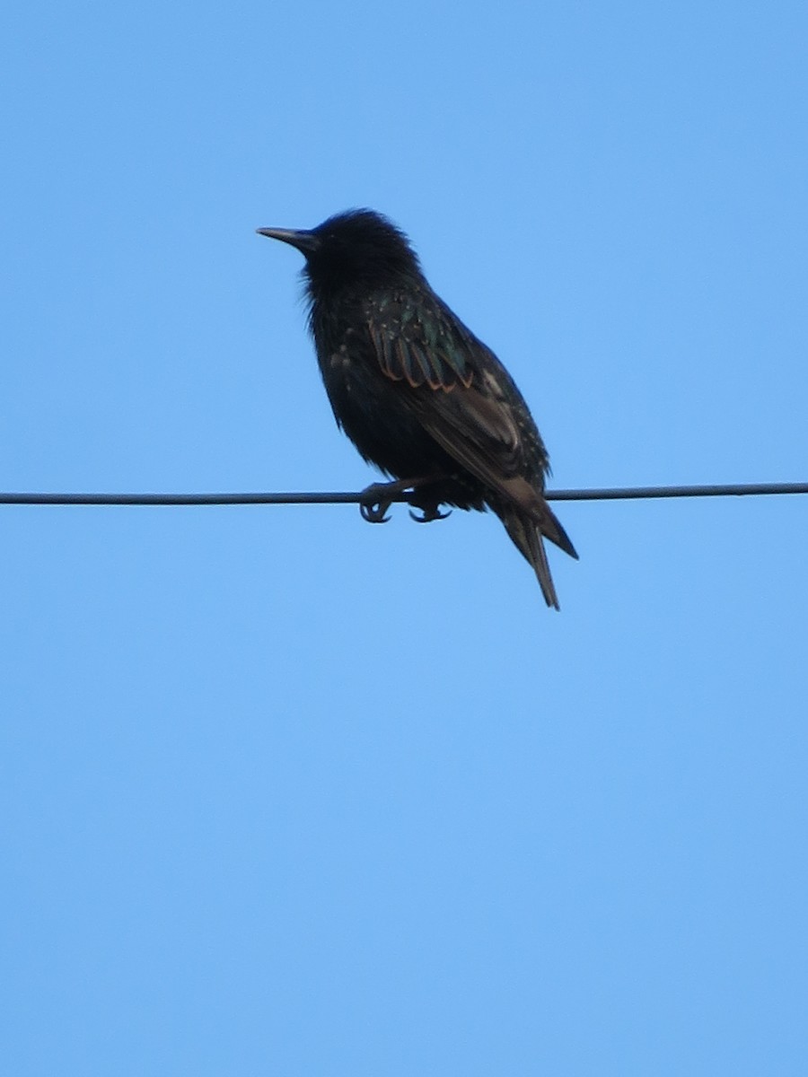 European Starling - ML466178171