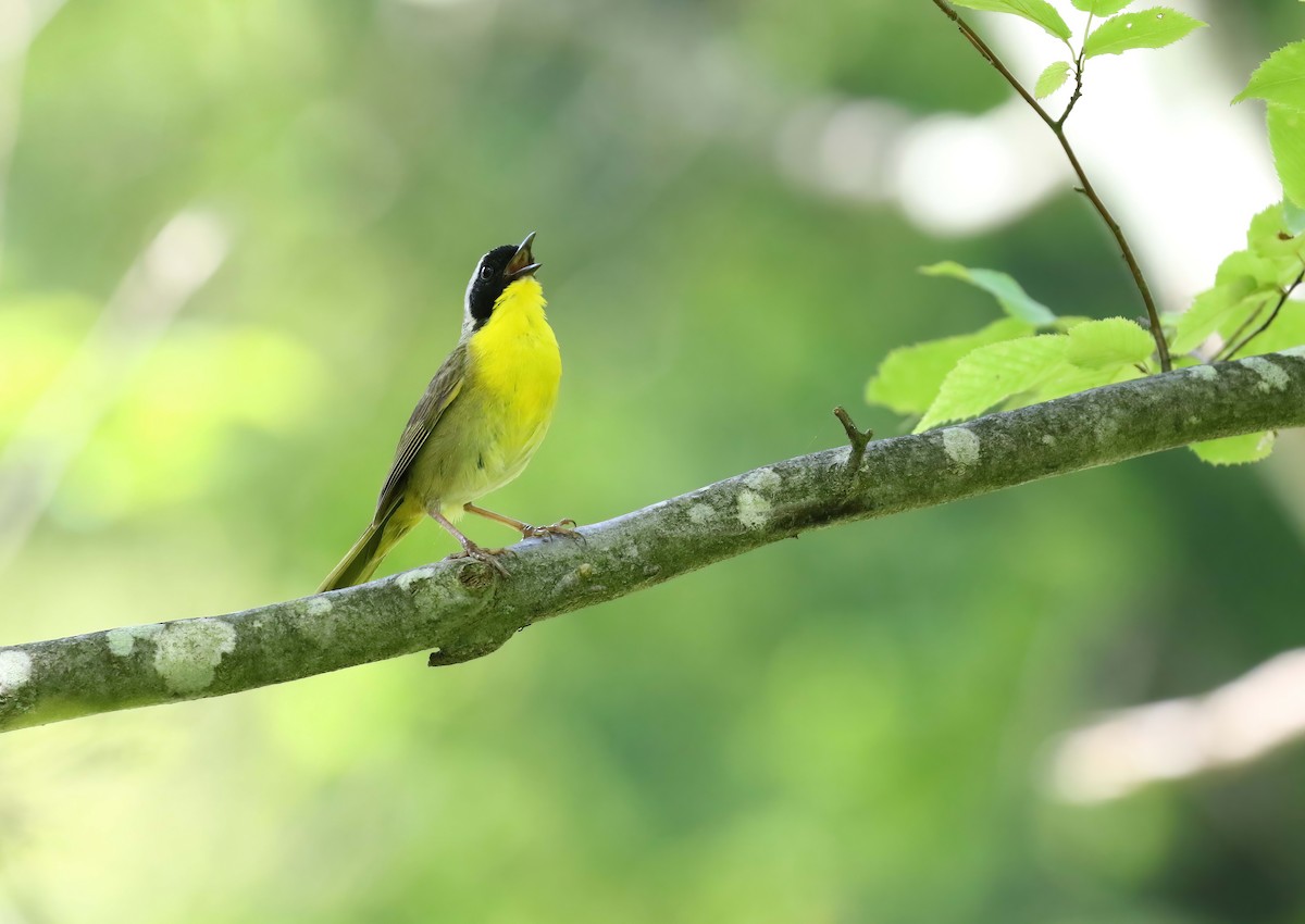 Common Yellowthroat - ML466178651