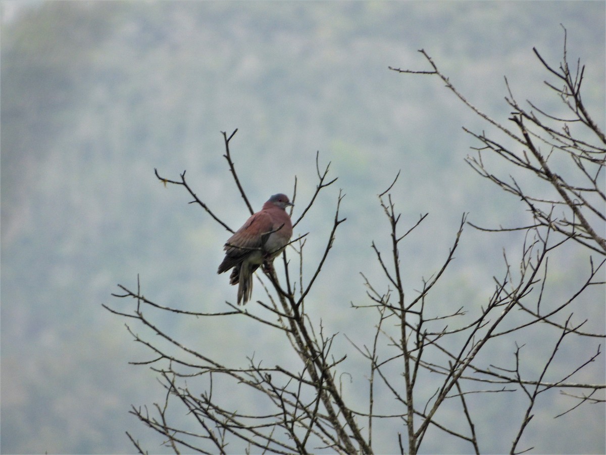 Pigeon rousset - ML466179821