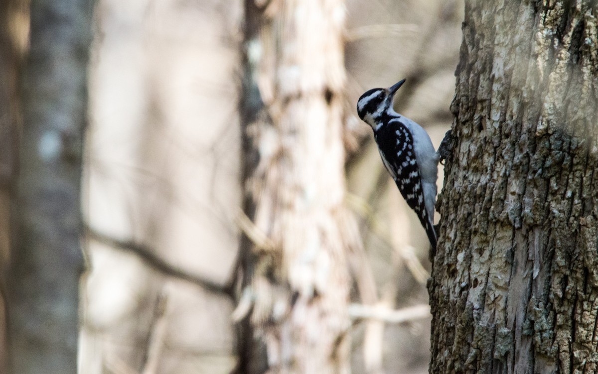 Hairy Woodpecker - Nathan Kennedy