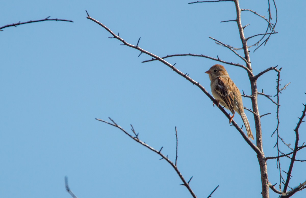 Field Sparrow - Nathan Kennedy