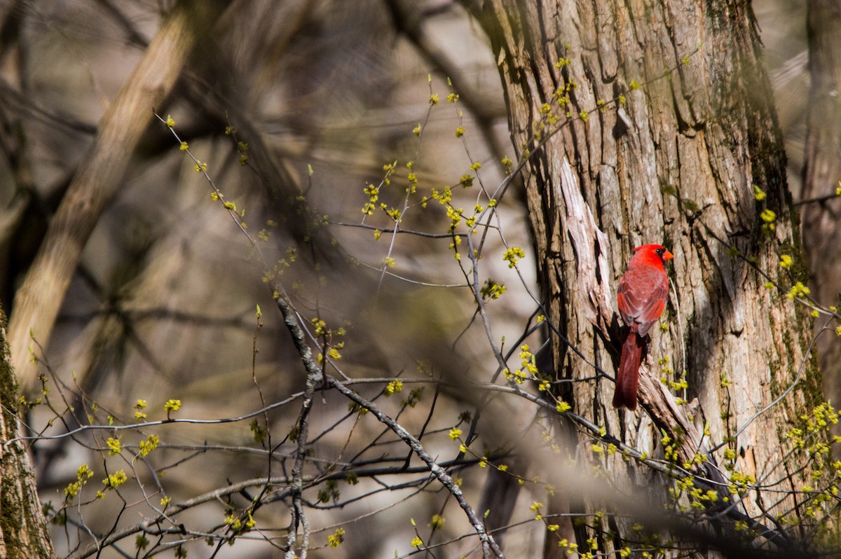 Cardinal rouge - ML466180041