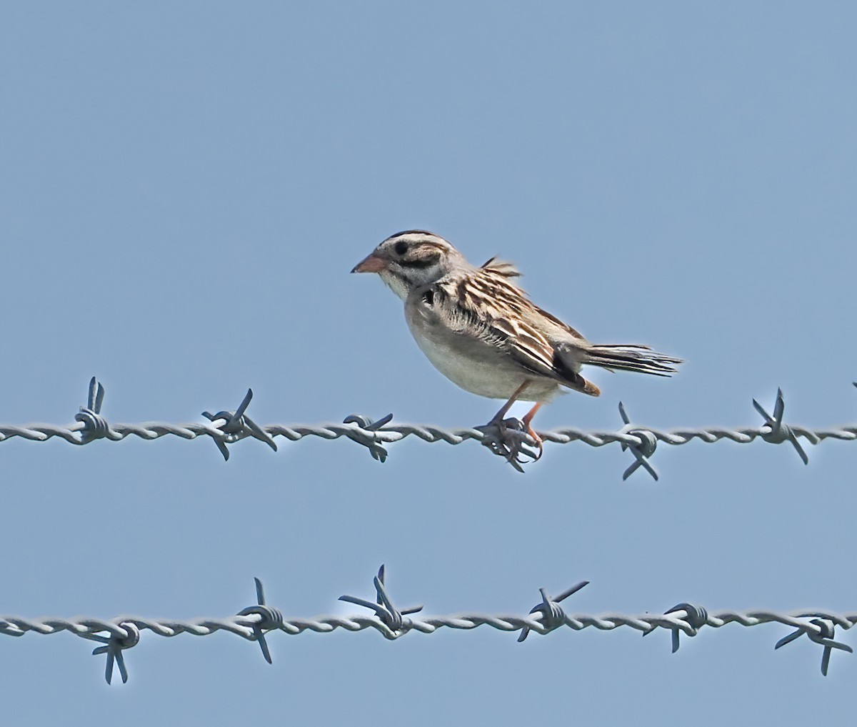 Clay-colored Sparrow - ML466180131