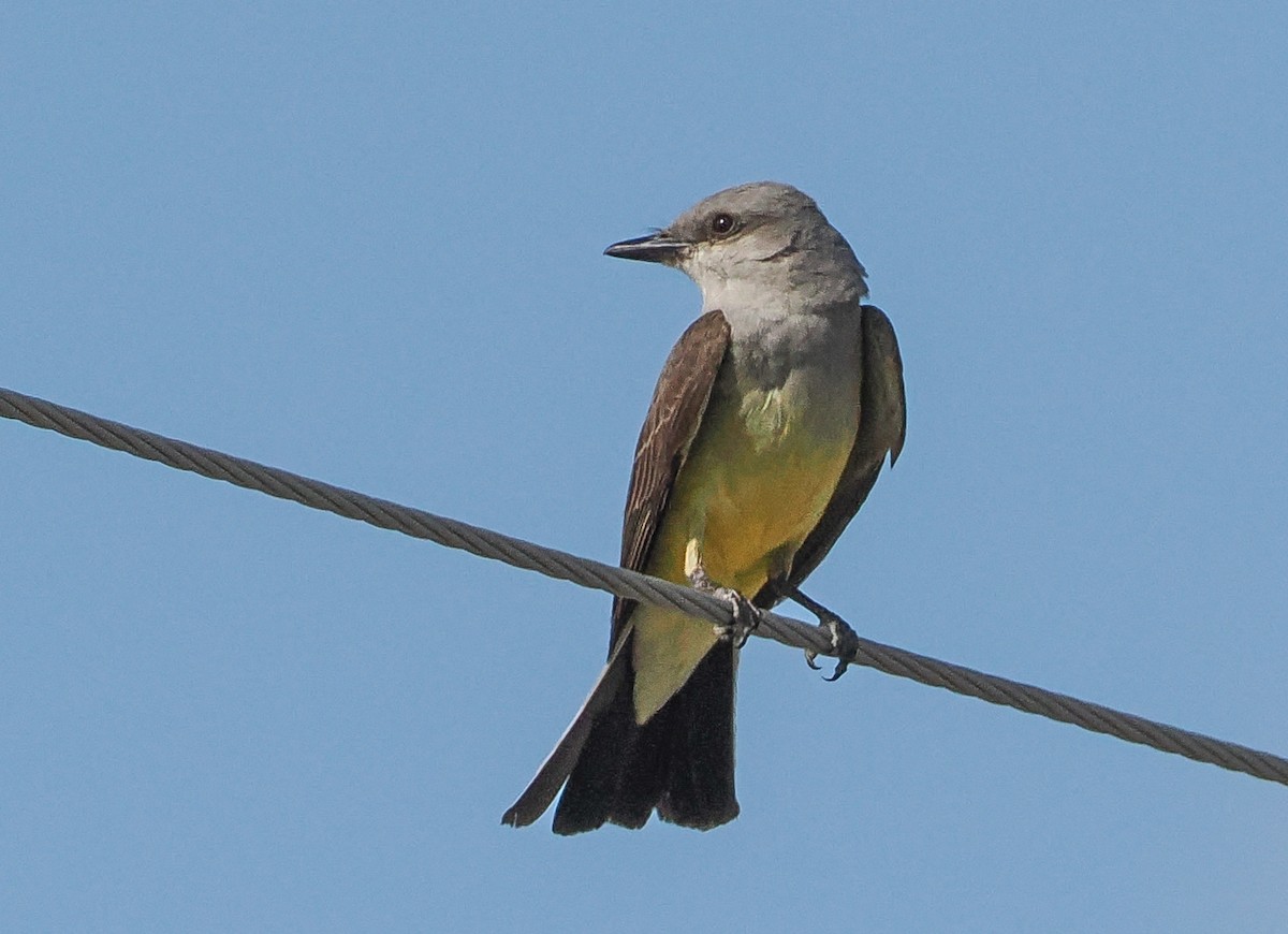 Western Kingbird - ML466180331