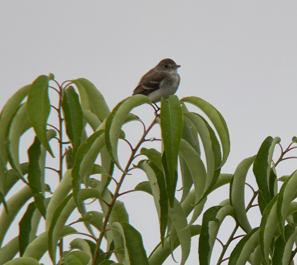 Willow Flycatcher - ML466180601