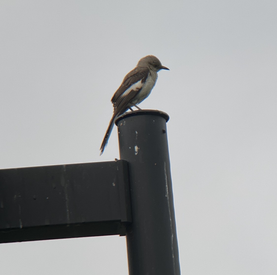 Northern Mockingbird - ML466180611