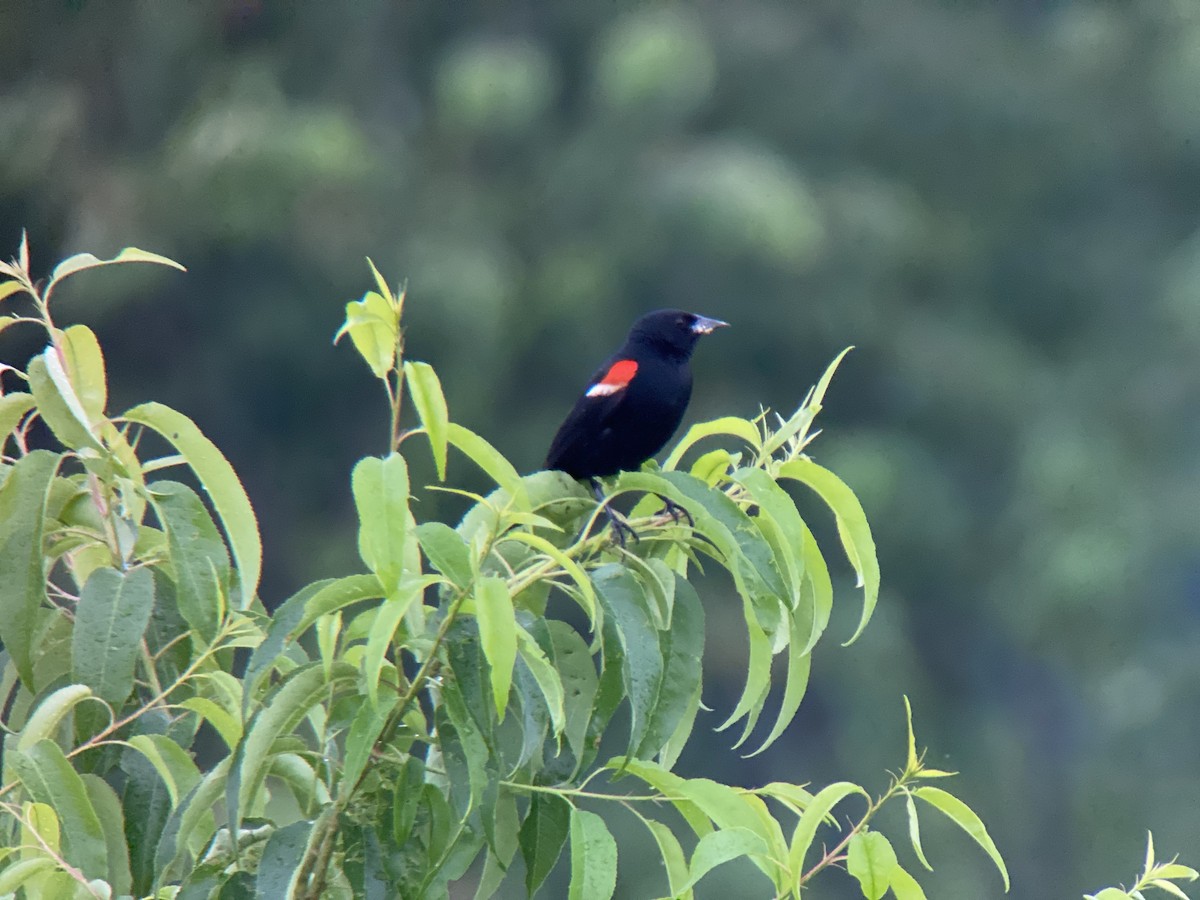 Red-winged Blackbird - ML466180861