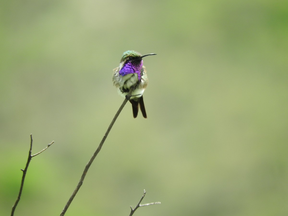 Lucifer Hummingbird - ML466181371