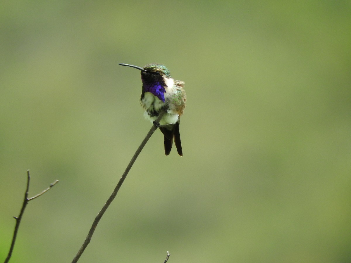 Lucifer Hummingbird - Osvaldo Balderas San Miguel