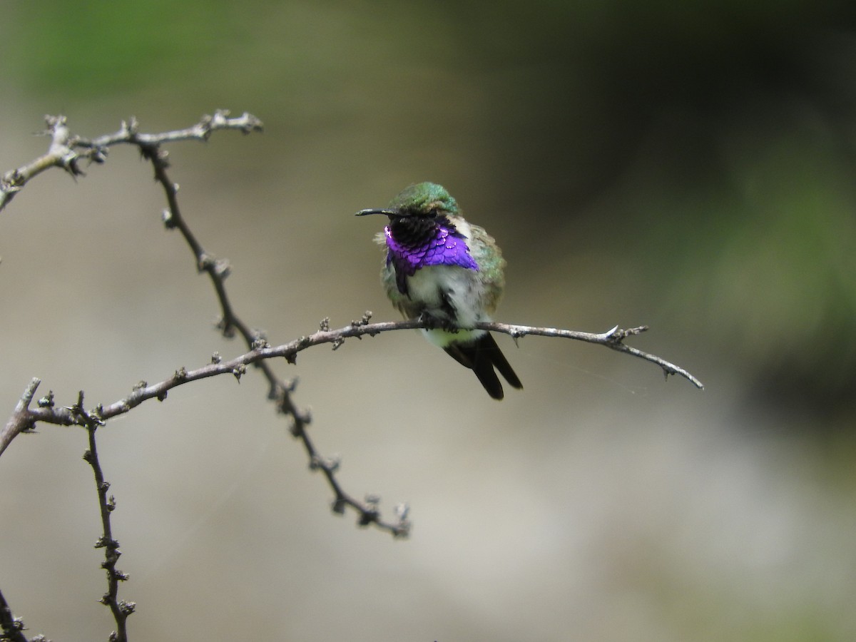 Lucifer Hummingbird - ML466181401