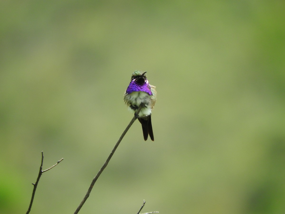 Lucifer Hummingbird - ML466181411