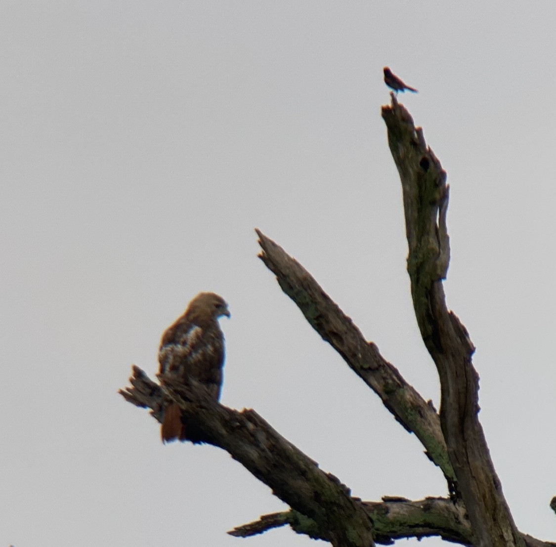 Red-tailed Hawk - ML466181421