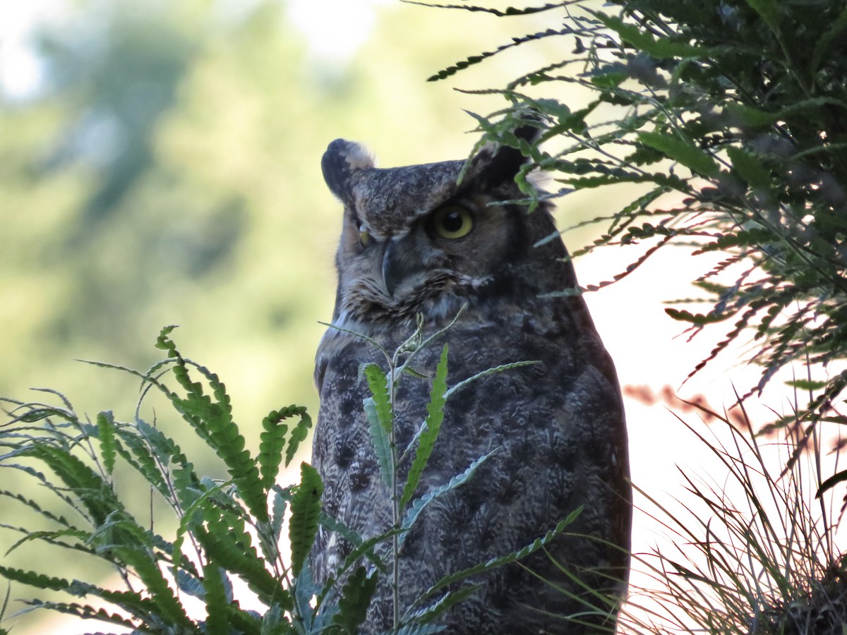 Great Horned Owl - ML466183521