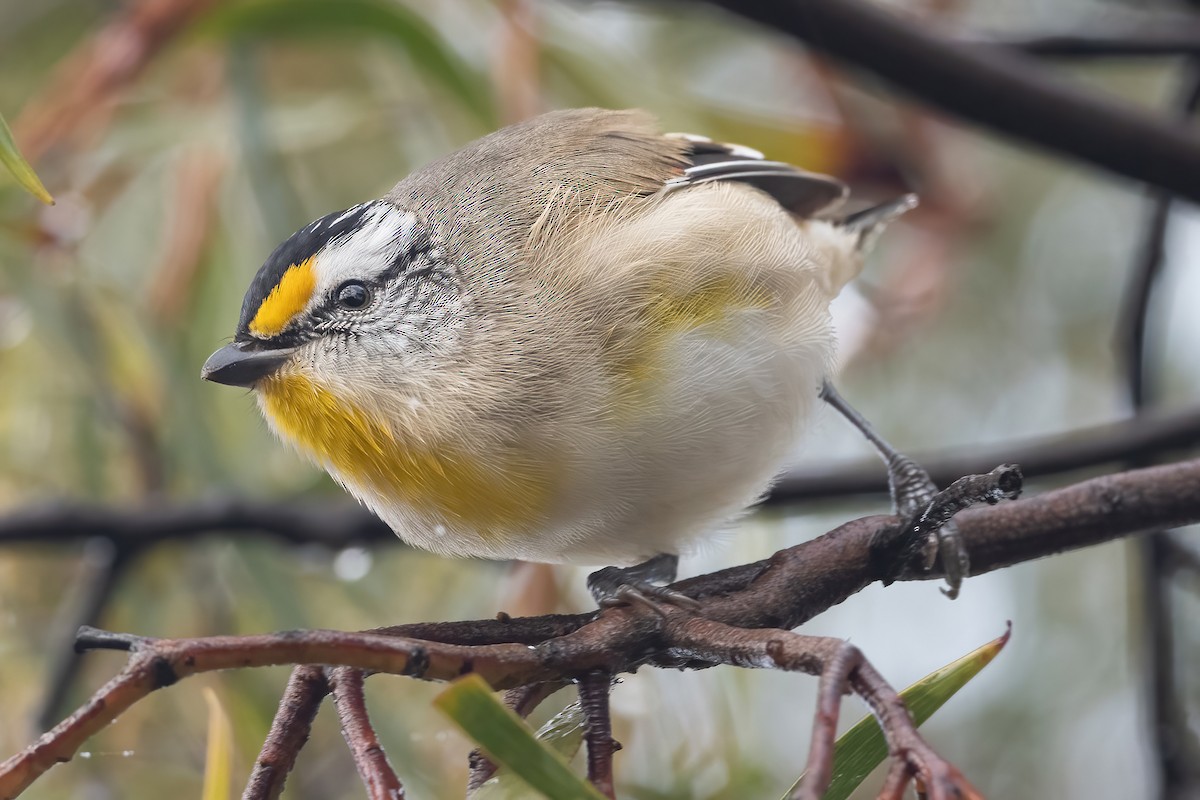 Striated Pardalote - ML466184731