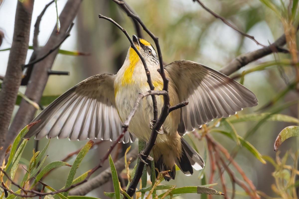 Striated Pardalote - ML466184741