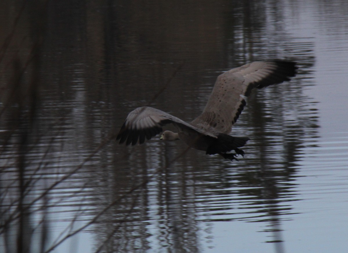 Cape Barren Goose - ML46618491