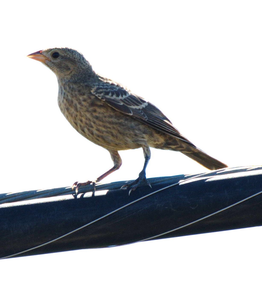 Brown-headed Cowbird - ML466185191